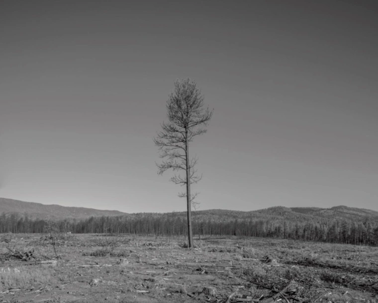 Lone pine, salvage logging