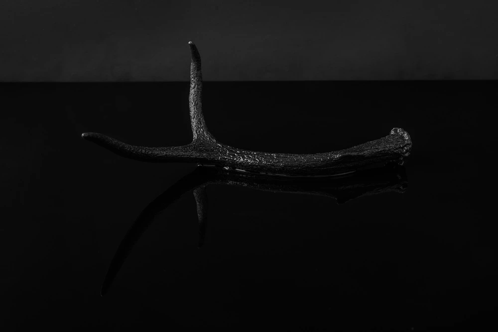 Black Antler