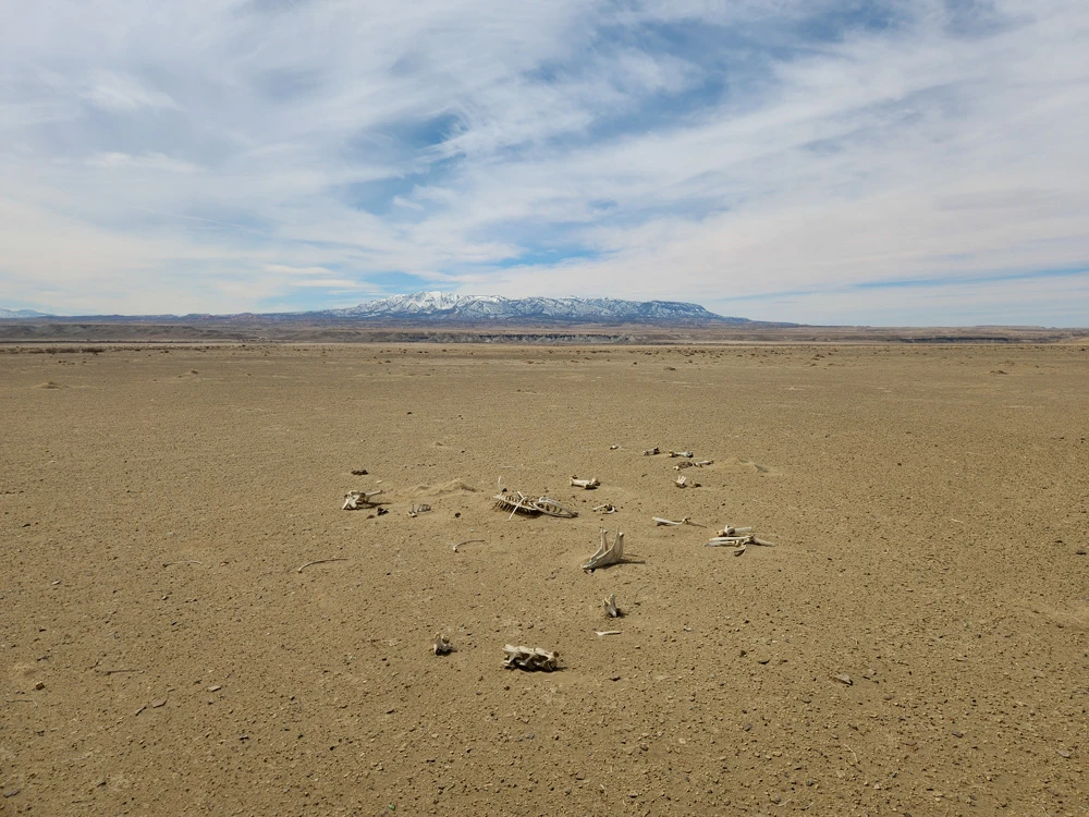 Bones in situ