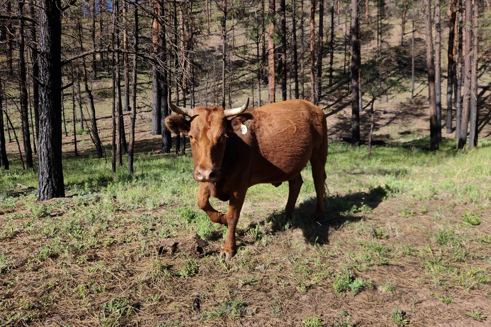 Cattle ranching is a big industry in rural N.M.