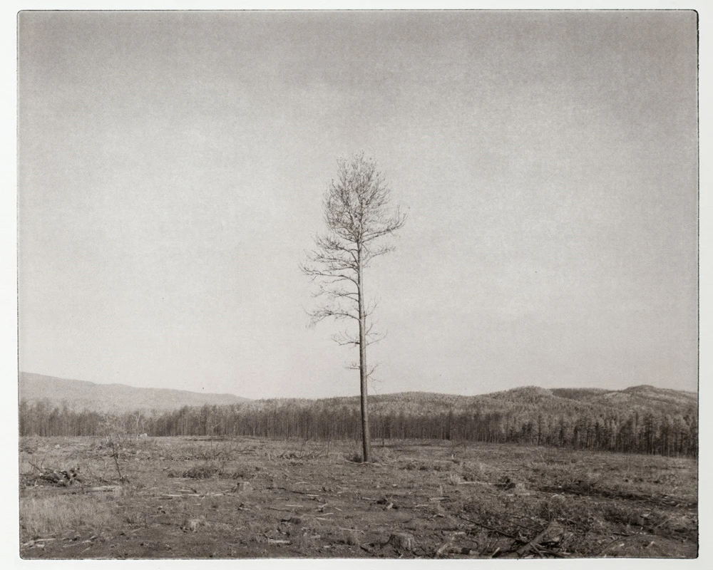 Lone pine, salvage logging