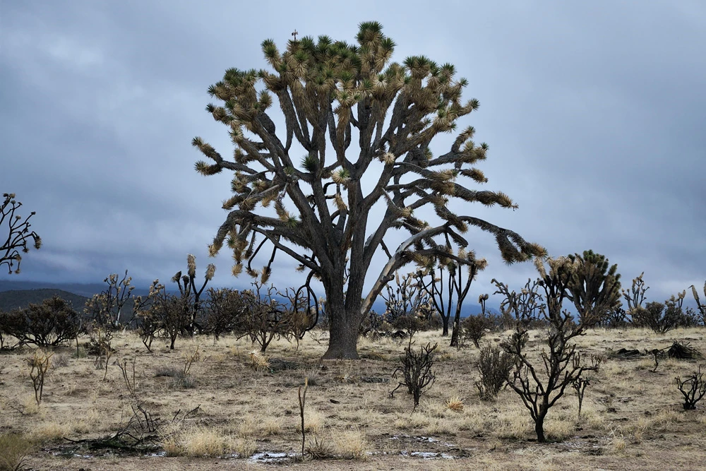 Spared giant Joshua tree