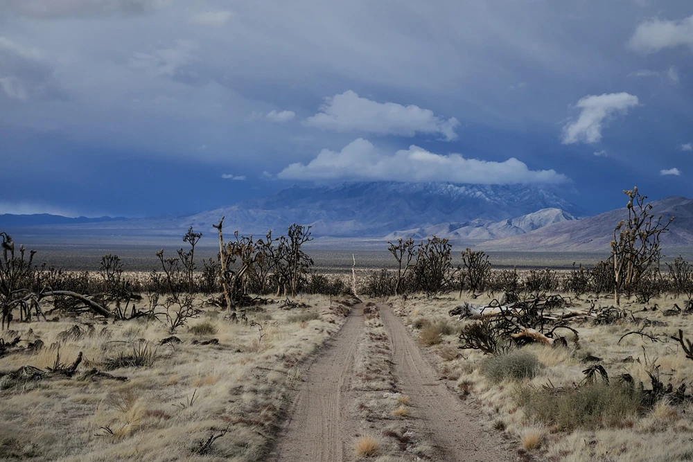 Cima Dome burnt Joshua trees