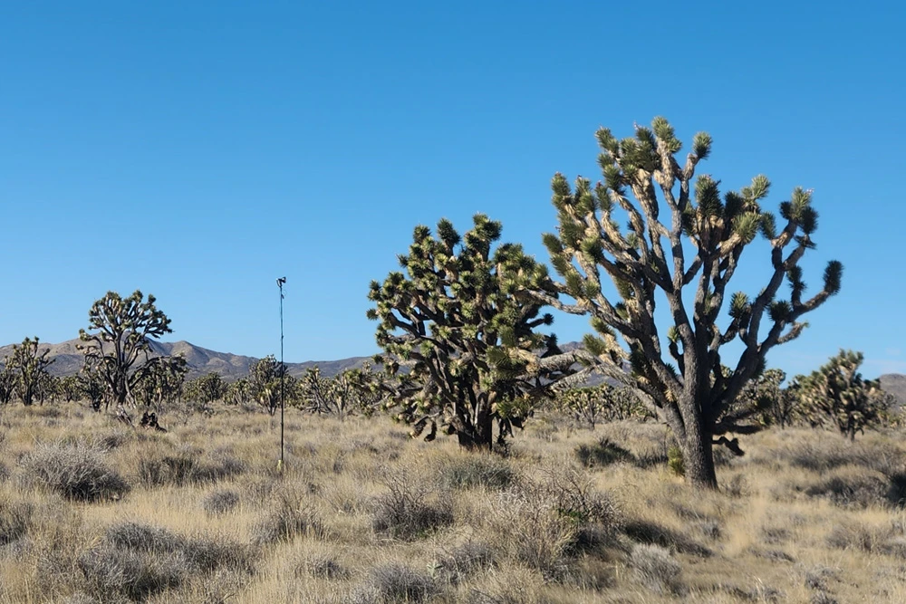 Lighting a giant Joshua Tree